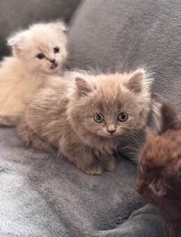 Katzen katzen - Bonn Poppelsdorf