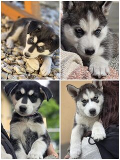Husky Welpen