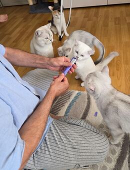 Zwei verspielte Britisch Kurzhaar Babykatzen – 4 Monate alt, weiblich - Lindau (Bodensee)