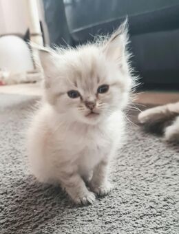 Ragdoll Kitten suchen ihr Königreich - Gelsenkirchen Resse