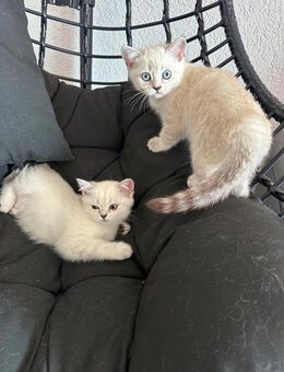 Zwei BKH Kitten (weiblich) - Oberndorf (Neckar)