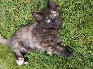 MainCoon/Ragdollkitten - Herrnhut Berthelsdorf