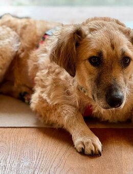 Findus Mischling, Mischlingshund, Rüde 3 Jahre auf Pflegestelle in 64372 sucht seine Familie - Ober-Ramstadt