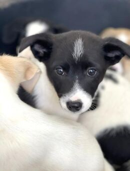 Eddie sucht ab Januar ein Zuhause ❤️ - Alfdorf