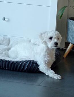 Malteser Hündin „Kira“ – 8 Monate – sucht ein liebevolles neues Zuhause - Freren