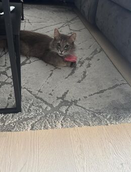 Norwegische Waldkatze - Jembke
