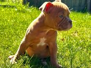Old English Bulldog OEB Welpe Hündin Braun weiß - Ruhland