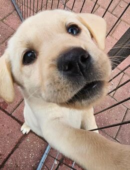 Labrador-Retriever Welpen - Harburg (Schwaben)