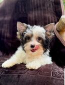 Yorkshire Terrier in 55252