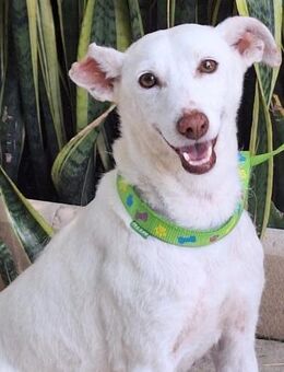 Izar sehnt sich nach Liebe und Zuwendung - Laatzen