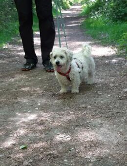 Peggy, man kann sie nur lieben - Kleve (Nordrhein-Westfalen)