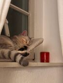 Schöner Junger Kater sucht zuhause in 12057