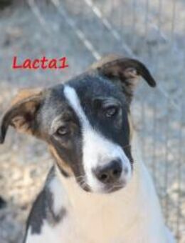 Lacta1- gesellige, süße Hündin 03/23 GRC - Ruppertsecken
