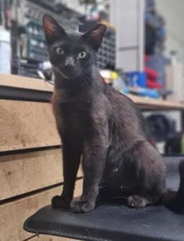 Mia Ruhiges Katzenmädel sucht Familie - Unterföhring