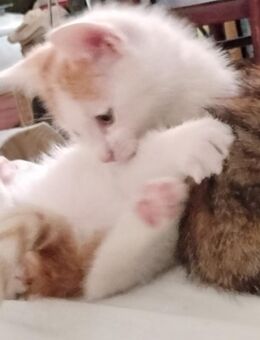 Rotweißes Babykaterchen einer Glückskatzenmama in Wilmersdorf - Berlin