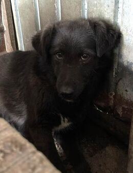 Talisha möchte endlich mutig sein🐾 - Elsdorf (Nordrhein-Westfalen)