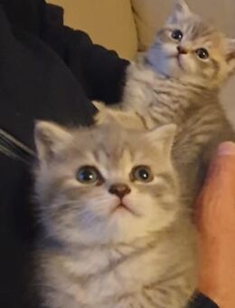 BKH Baby Kâtzchen - Köln