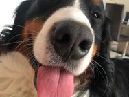 Deckrüde Berner Sennenhund aus Grevenbroich - Grevenbroich Zentrum