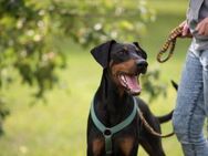 HUGO sucht erfahrene Dobermann-Kenner - Reisbach