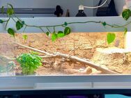 Terrarium mit Bartagame - Freiburg (Breisgau)