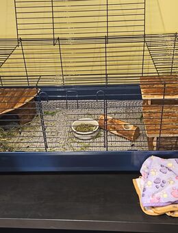 2 Meerschweinböcke mit umfangreichem Zubehör - Berlin Spandau