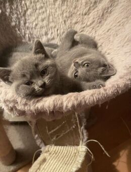 5 Britisch Kurzhaar Kitten - Quickborn (Landkreis Pinneberg)