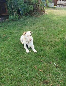 Lilly 🧡🧡🧡schönes Plätzchen gesucht - Bad Karlshafen