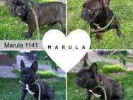 MARULA PP Youngster sucht ihr Glück - Neustadt (Rübenberge)