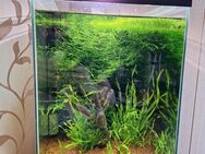 Nano Cube Aquarium mit ca 36 Liter, verklebte Echt-Lava Rückwand , Einrichtung inkl. Zubehör . Abholer direkt an A7 Abfahrt Hildesheim - Harsum