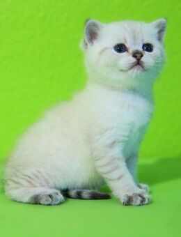 Supersüße Kitten mit blauen Augen BKH GEIMPFT! seal-silver-shaded-point ns 11 33 reinrassig! - Baden-Baden