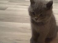 The British Shorthair - Erkrath (Fundort des Neanderthalers)