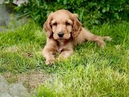 Cocker Spaniel Welpen suchen sie - Erwitte Zentrum