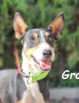 Groot kleiner Podenco sucht 11/18 ESP - Ruppertsecken