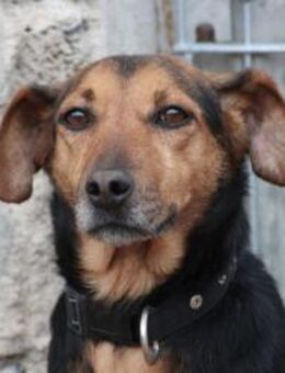 Penny - kinderlieb u. sehr zutraulich - Lohra