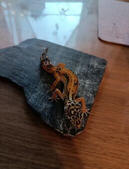 Leopardgecko Jungtiere - Oer-Erkenschwick