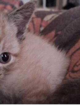 Katzenbaby abzugeben - Waldbröl