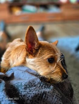 Yorkshire Terrier-Chihuahua mix sucht sein Körbchen. - Eisenhüttenstadt