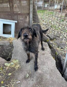 Liebe Drahthaar Mix Hündin - Kappeln (Schleswig-Holstein)