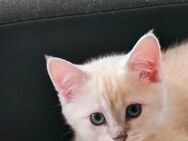 Süße BKH Kitti - Forchheim (Bayern)