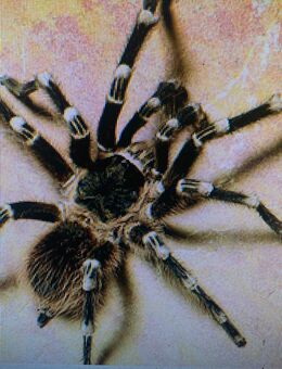 Weissknievogelspinne, männlich (Acanthoscurria geniculata) - Cham