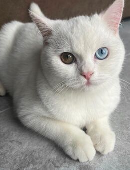 Britisch Kurzhaar weiß Katze 3 Jahre alt - Langenhagen