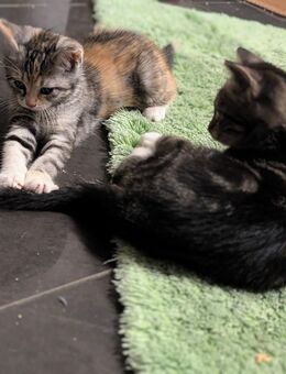 Kleiner Kater und Glückskatze möchten die Welt entdecken - Bad Dürrenberg
