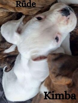 Reinrassiger Boxer Welpe - Essen