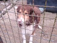 Liebevoller Collie mix - Wedel