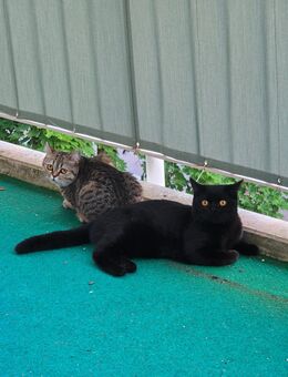 BKH Britische KurzHaar Katzen - Bad Reichenhall Zentrum