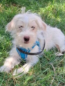 Sammy soll nicht in Rumänien aufwachsen - Blankenheim (Nordrhein-Westfalen)