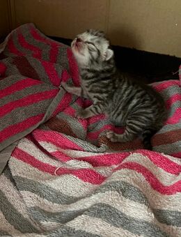 BKH Kitten Silver tabby spotted abgabebereit - Kerpen (Kolpingstadt) Zentrum