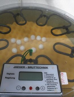 Jäger Brutmaschine, Kunstglucke FB 50 - Werlte