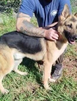 Gerson kennt noch nicht viel - Donaueschingen