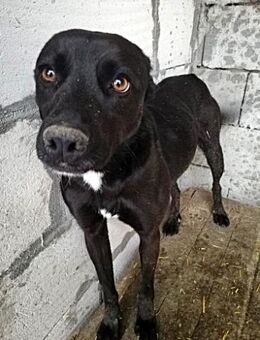 Bella, sehr menschenbezogen - Bonndorf (Schwarzwald)